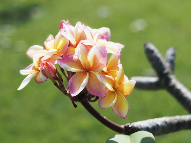 Plumeria or Frangipani flowers 