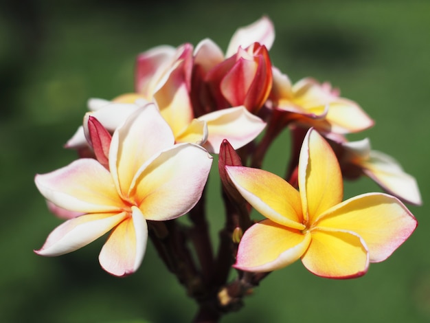 Plumeria o fiori di frangipane