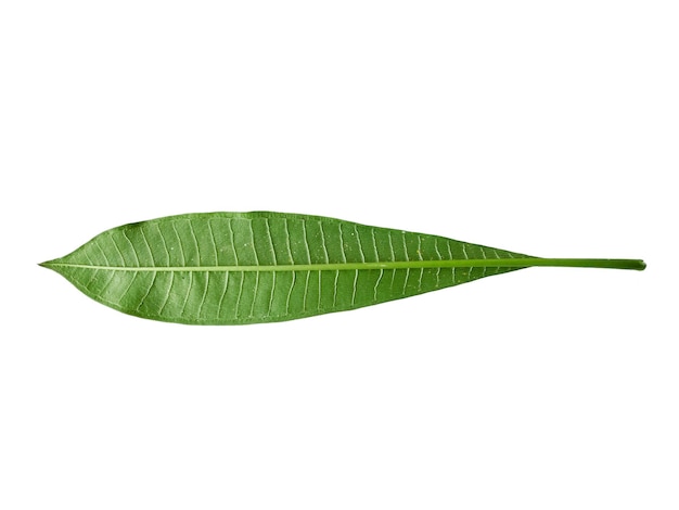 Plumeria or frangipani leaves isolated on white background