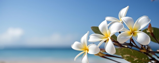 Plumeria Frangipani op tropische zee en strand blauwe hemelachtergrond Zomer feestelijke tijd Generatieve AI