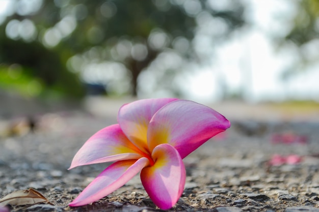 Plumeria frangipani pink flower on the floor 