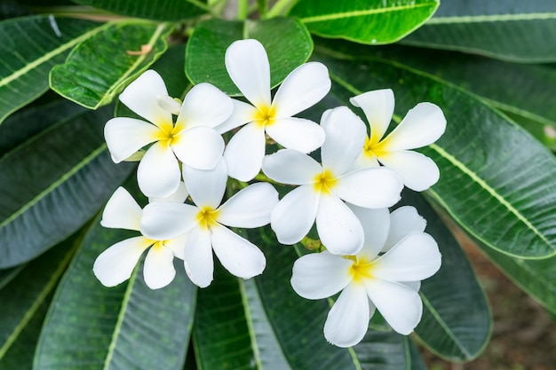 Plumeria Frangipani 흰 꽃 노란 꽃가루