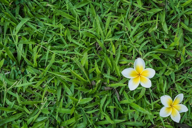 잔디 배경에 Plumeria