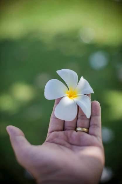 당신을 위해 손에 Plumeria