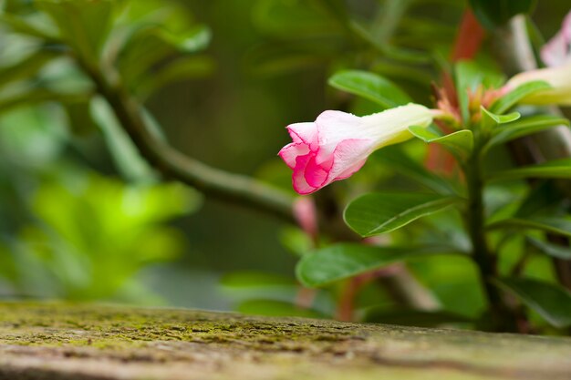 Plumeria heeft een horizontaal karakter.