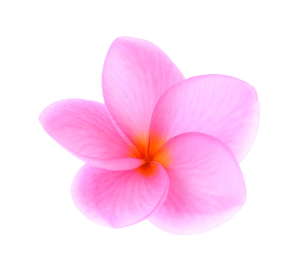 Plumeria isolated on white background