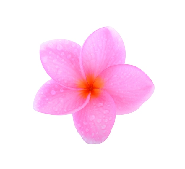 Plumeria 흰색 배경에 고립입니다.