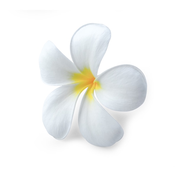 Plumeria isolated on white surface