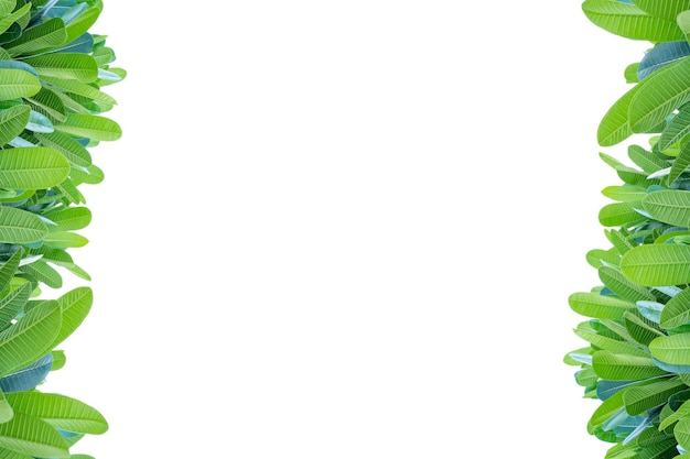 Plumeria 잎 왼쪽과 오른쪽은 중간에 빈 공간 흰색 격리 된 배경 빈 공간