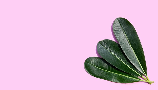 Plumeria leaves on pink background.