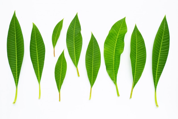 Plumeria leaves on white 