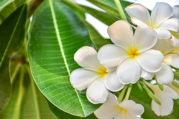 Photo plumeria on natural green background view