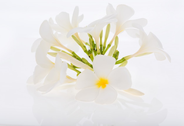 Plumeria of Frangipani spa bloemen op wit