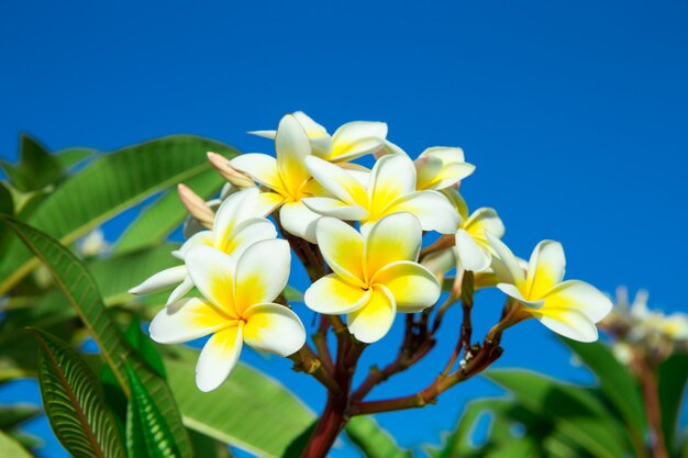 Plumeria op blauwe hemel