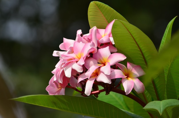 Plumeria op de plumeriaboom, Frangipani-tropische bloemen