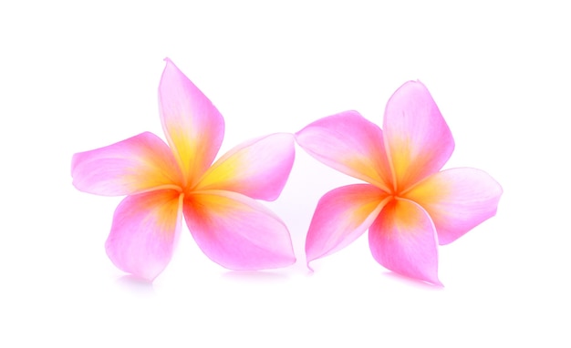 흰색 바탕에 Plumeria 핑크 색상