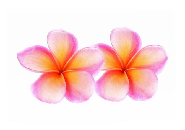 Photo plumeria pink flower isolated on white