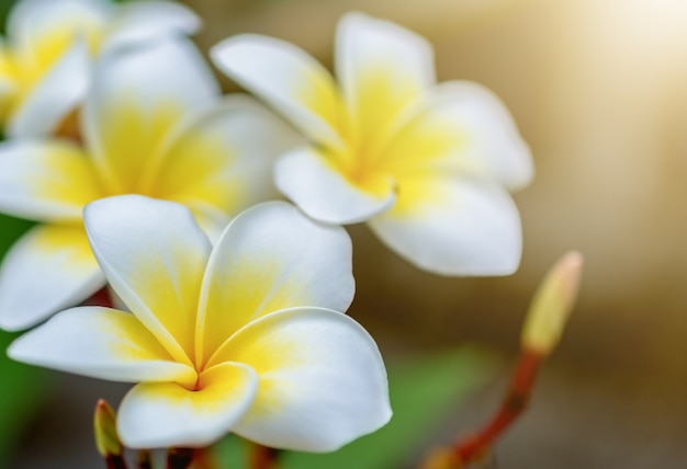 아침 햇살에 깃털에 Plumeria.