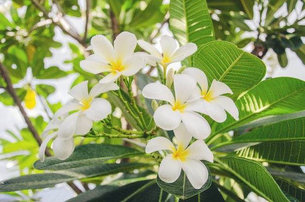 Plumeria on the plumeria tree, Frangipani tropical flowers.