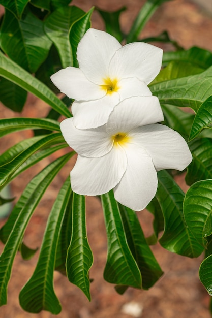 Plumeria pudica 흰색 꽃