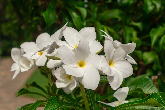 Foto plumeria pudica witte bloemen