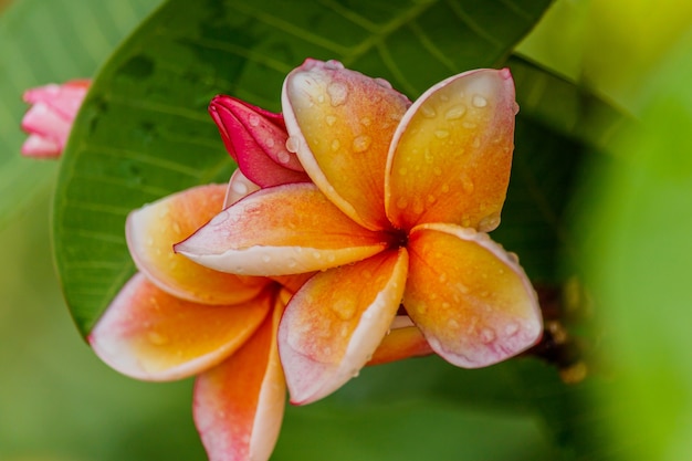 Plumeria roze natte bloemen