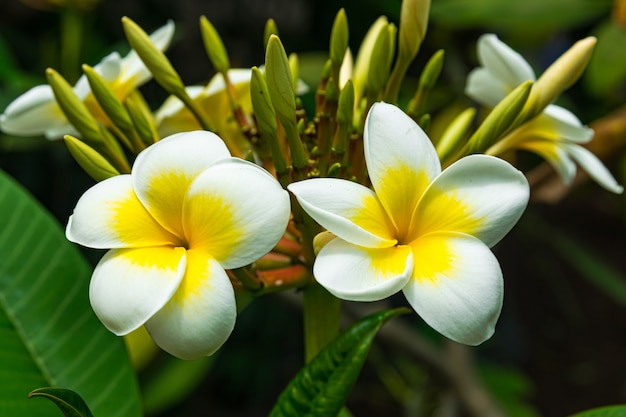 Plumeria rubra bloemen bloeien