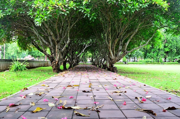 Plumeria or Templetree Flowers on floor and Frangipani trees tunnel at Nan Thailand