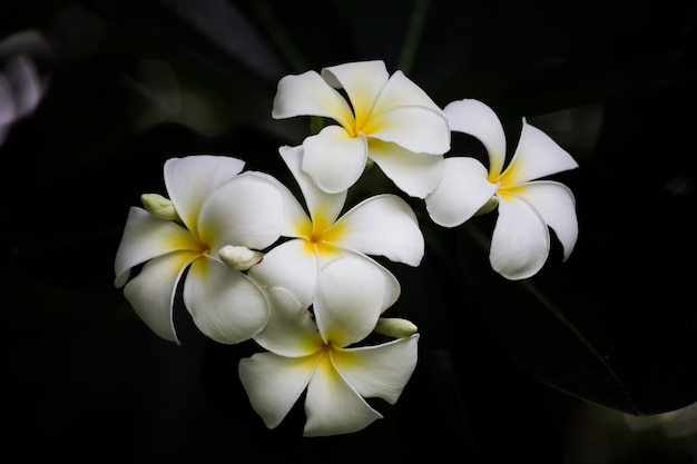 Plumeria 나무, frangipani 열 대 꽃에 Plumeria 빈티지 톤