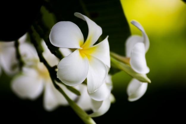 Plumeria Vintage Toon op de plumeriaboom, frangipani tropische bloemen