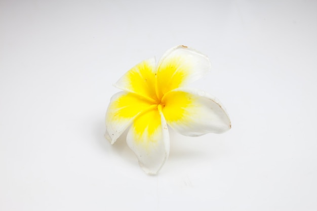 Plumeria on white background.