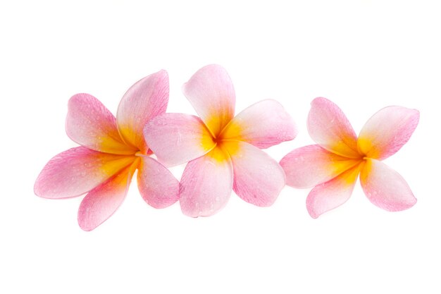 Plumeria  on white background.