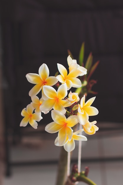 Plumeria white and yellow flower blooming on home garden