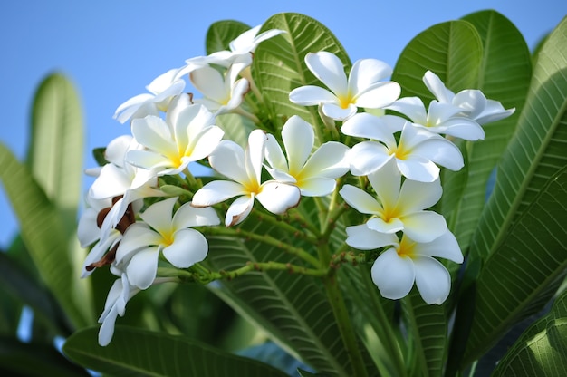 Plumeria