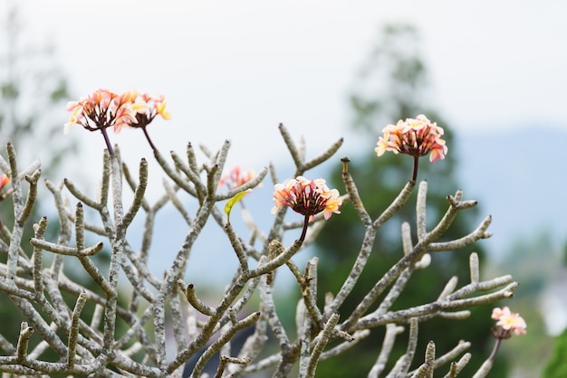 Plumeriabloesem op de boom