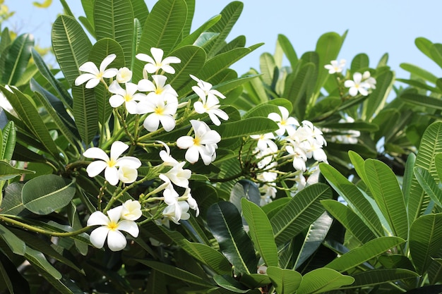 Plumeriaboom met bloemen en lucht