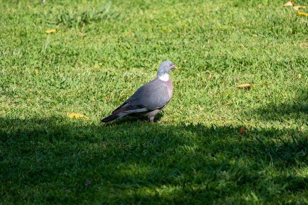 A plump woodpigeon columba palumbus sat on a branch in its natural environment in spring