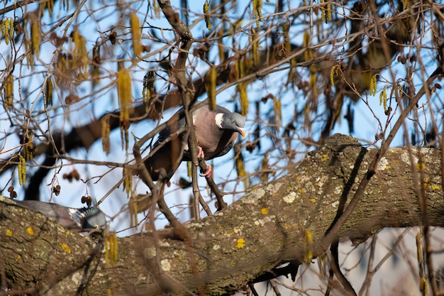 A plump woodpigeon columba palumbus sat on a branch in its natural environment in spring