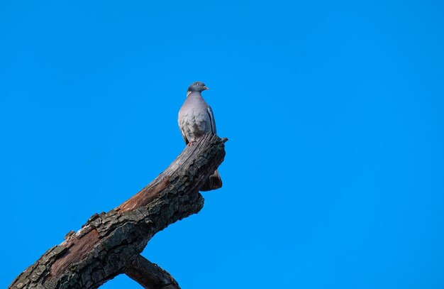 A plump woodpigeon sat on a branch in its natural environment in spring