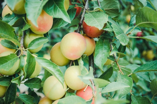 Plums on the branch