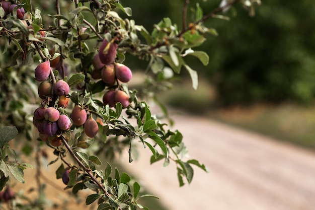 Plums on the branches of a tree Agriculture agronomy industry