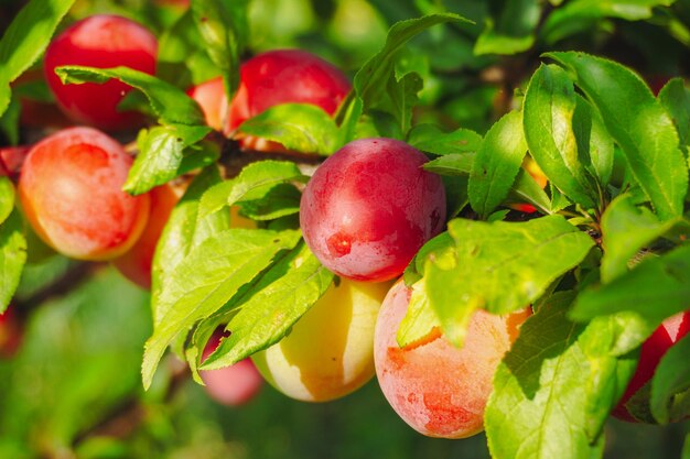 Plums close-up on a tree, among the leaves. Red plums.