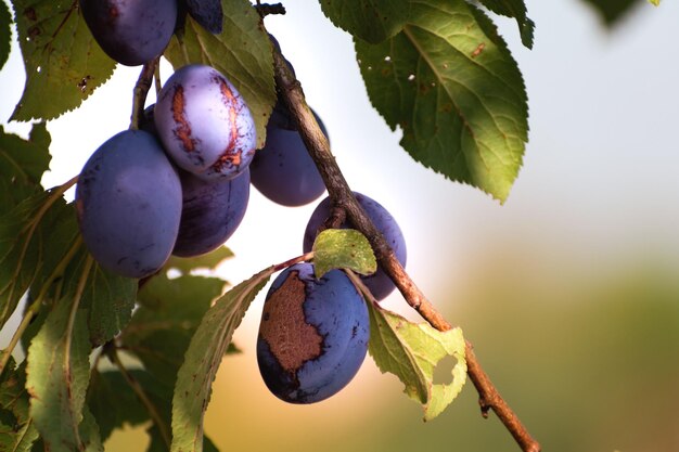 여름에 프랑스의 과수원에 있는 자두 정원의 파란색과 보라색 자두 prunus domestica