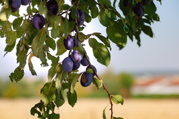 Plums in an orchard in France in summer Blue and purple plums in the garden prunus domestica