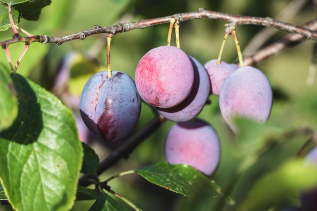 Plums on plum tree brunch in the garden