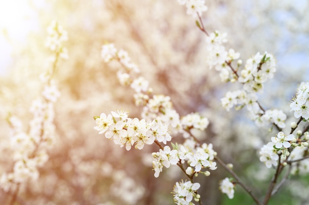 Le prugne o le prugne sbocciano fiori bianchi all'inizio della primavera in natura. messa a fuoco selettiva. bagliore