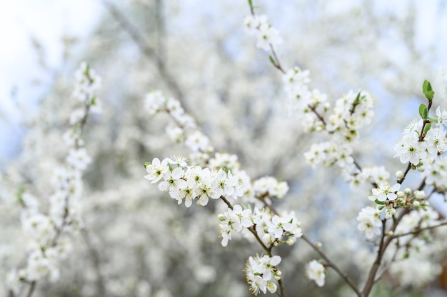 Le prugne o le prugne sbocciano fiori bianchi all'inizio della primavera in natura. messa a fuoco selettiva