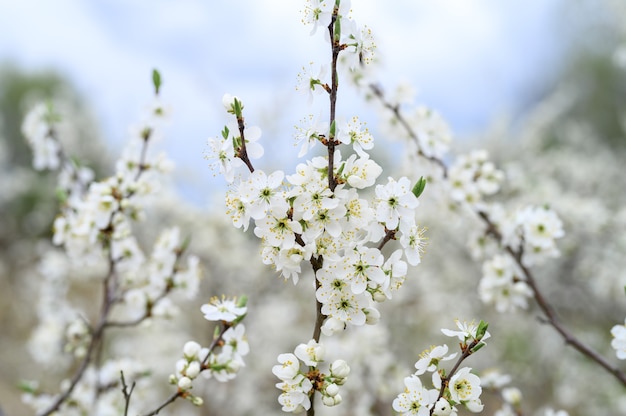 Plums or prunes bloom white flowers in early spring in nature. selective focus