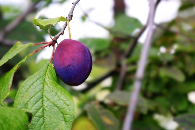 Plums on the tree rustic style selective soft focus