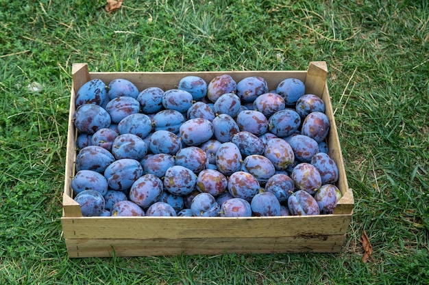 Plums in Wooden Box on Green Grass